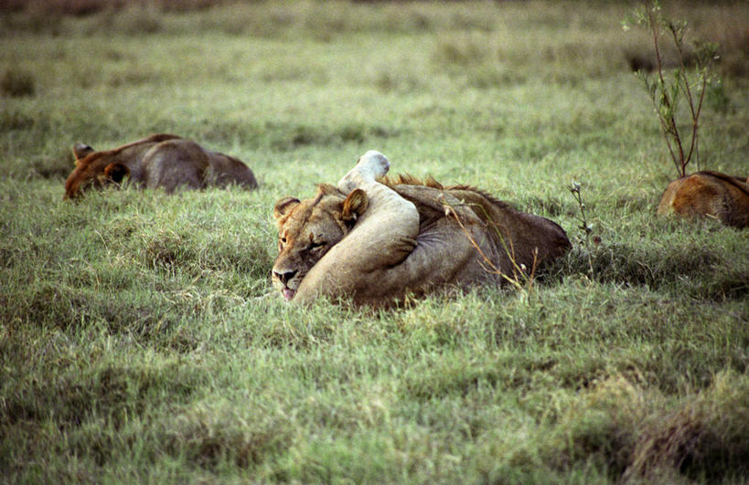 无人,横图,室外,哺乳动物,野生动物,狮子,非洲,博茨瓦纳,雌狮,狮群,捕食,动物,放松,摄影,青春期,猫科动物,奥卡万戈三角洲,野生动物保护区,莫瑞米野生动物保护区,彩图