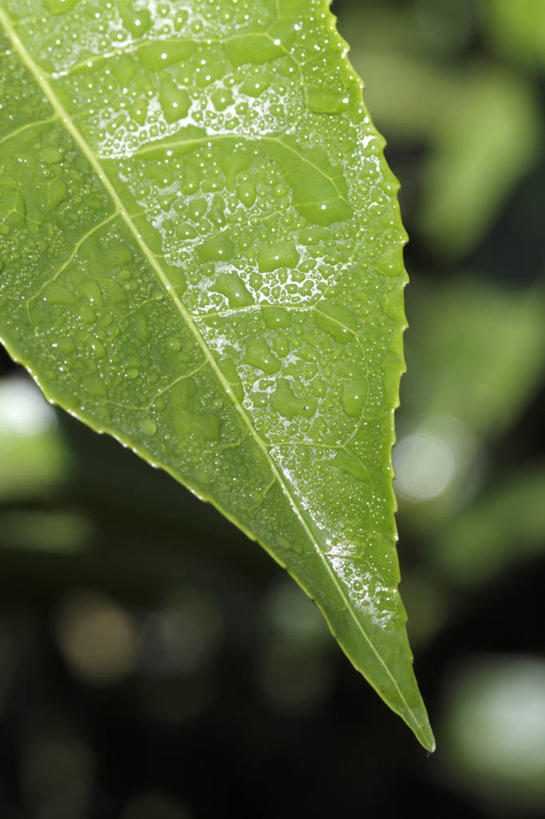 无人,横图,河流,森林,山,塔吉克斯坦,亚洲,地形,悬崖,摄影,考古学,中亚,丝绸之路,岩石,彩图,山景城