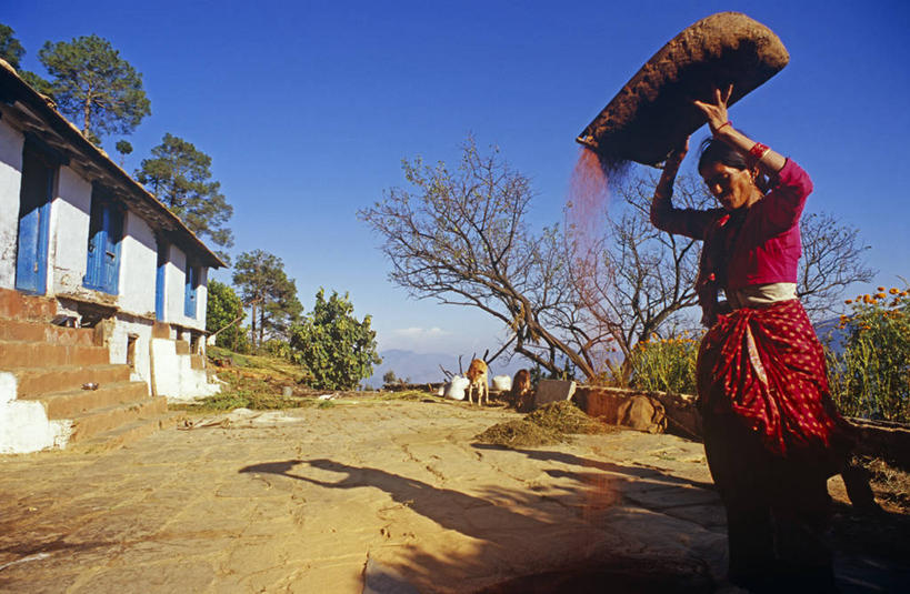成年人,一个人,横图,农业,印度,亚洲,仅一个女性,工作,谷类,社区,摄影,收获,南亚,印度共和国,女人,彩图,旅行,乌塔兰契尔邦,传统文化