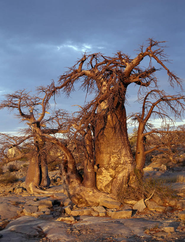 无人,横图,室外,白天,日光,非洲,博茨瓦纳,弯腰,曲折,弯曲,粗糙,缠绕,光,树,黄昏,摄影,蜿蜒,毛糙,猴面包树,扭动,彩图,粗拙,库布人