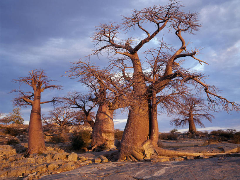 无人,竖图,室外,白天,日光,非洲,博茨瓦纳,弯腰,曲折,弯曲,粗糙,缠绕,光,树,黄昏,摄影,蜿蜒,毛糙,猴面包树,扭动,彩图,粗拙,库布人