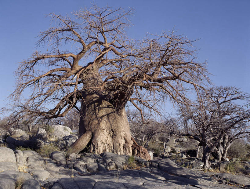 无人,横图,室外,白天,日出,日光,非洲,博茨瓦纳,弯腰,曲折,弯曲,粗糙,缠绕,光,黎明,树,颜色,摄影,蜿蜒,毛糙,早晨,剪影,猴面包树,扭动,彩图,粗拙,库布人