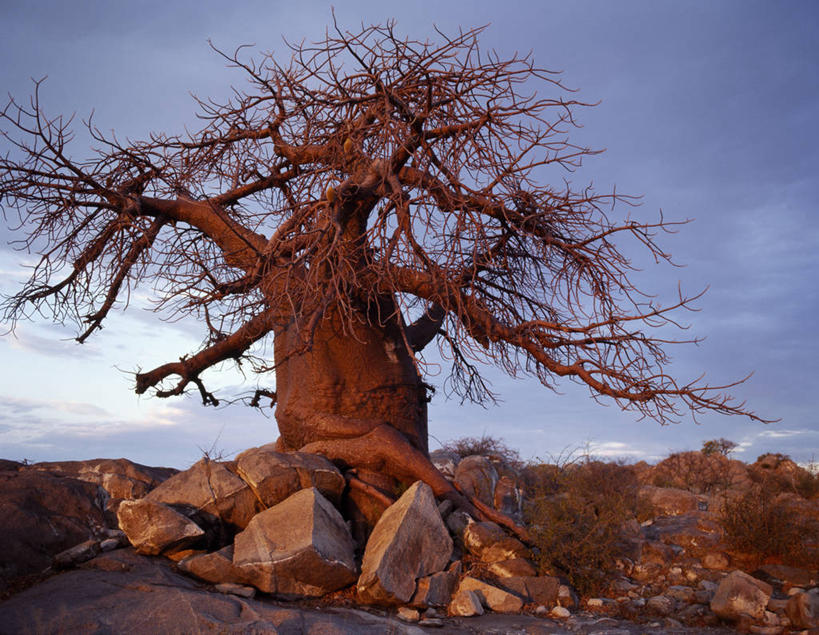 无人,横图,室外,白天,日光,非洲,博茨瓦纳,弯腰,曲折,弯曲,粗糙,缠绕,光,树,黄昏,摄影,蜿蜒,毛糙,猴面包树,扭动,彩图,粗拙,库布人