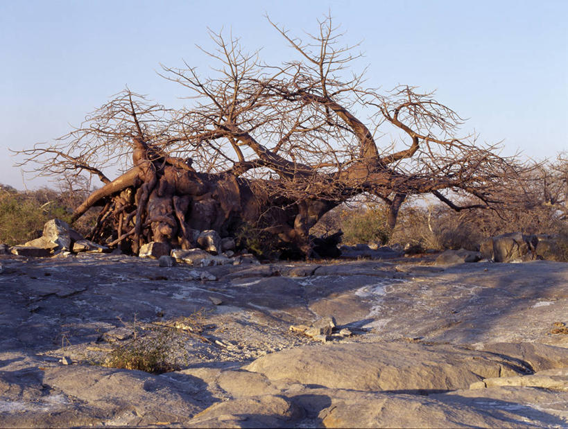 无人,竖图,室外,非洲,博茨瓦纳,弯腰,曲折,弯曲,粗糙,缠绕,树,树干,摄影,蜿蜒,巨大,庞大,毛糙,猴面包树,宏大,硕大,伟大,扭动,彩图,粗拙