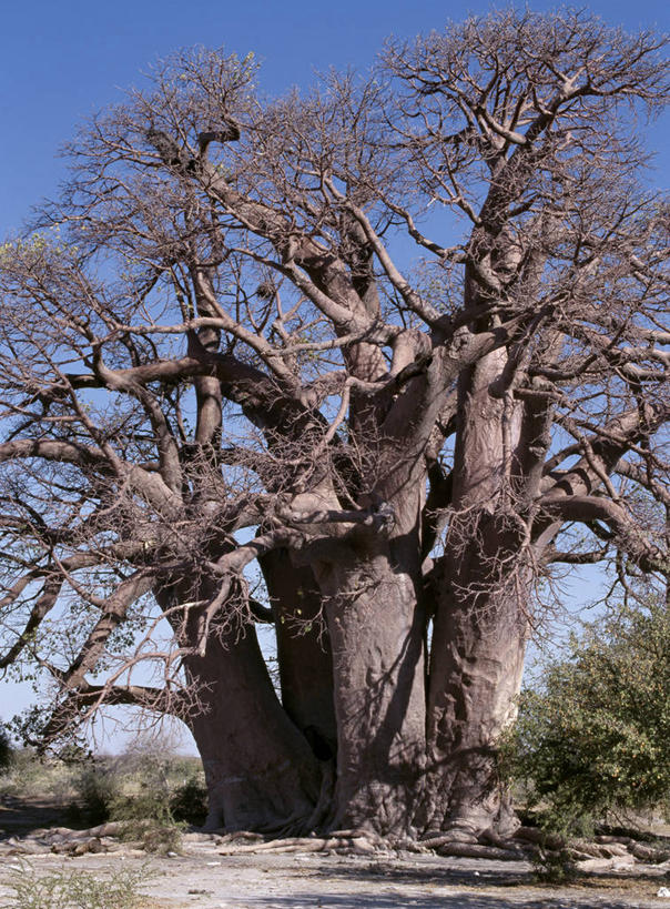 无人,竖图,室外,非洲,博茨瓦纳,弯腰,曲折,弯曲,粗糙,缠绕,树,树干,摄影,蜿蜒,巨大,庞大,毛糙,猴面包树,宏大,硕大,伟大,扭动,彩图,粗拙