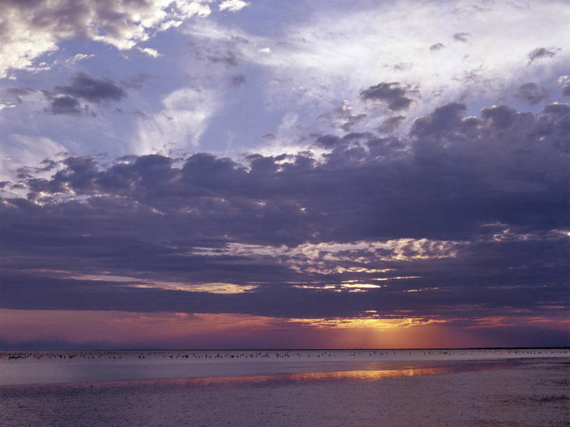 成年人,一个人,竖图,室外,路,自行车,宠物,狗,非洲,博茨瓦纳,仅一个男性,小狗,脚踏车,动物,摄影,男人,非洲人,彩图,马翁