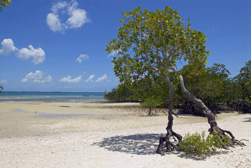 无人,横图,室外,旅游,度假,水,沙子,地形,热,娱乐,风景,享受,休闲,放松,摄影,热带气候,华贵,东非,桑吉巴尔,奔巴岛,海滩,休闲活动,彩图,旅行,红树林