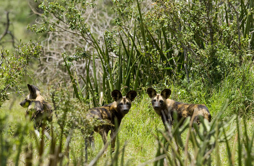 无人,横图,哺乳动物,野生动物,非洲,肯尼亚,捕食,动物,摄影,考古学,非洲野狗,彩图,旅行