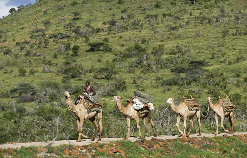 横图,非洲,肯尼亚,骆驼,运输,摄影,彩图,旅行