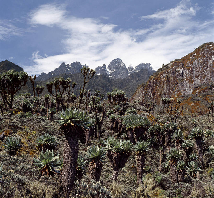 无人,横图,室外,山,植物,非洲,乌干达,地形,高处,苔藓,动物,摄影,彩图