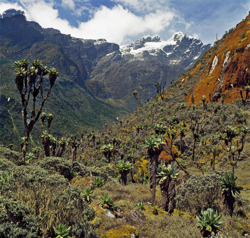 无人,横图,室外,山,山脉,植物,非洲,乌干达,苔藓,摄影,考古学,山脊,山口,彩图
