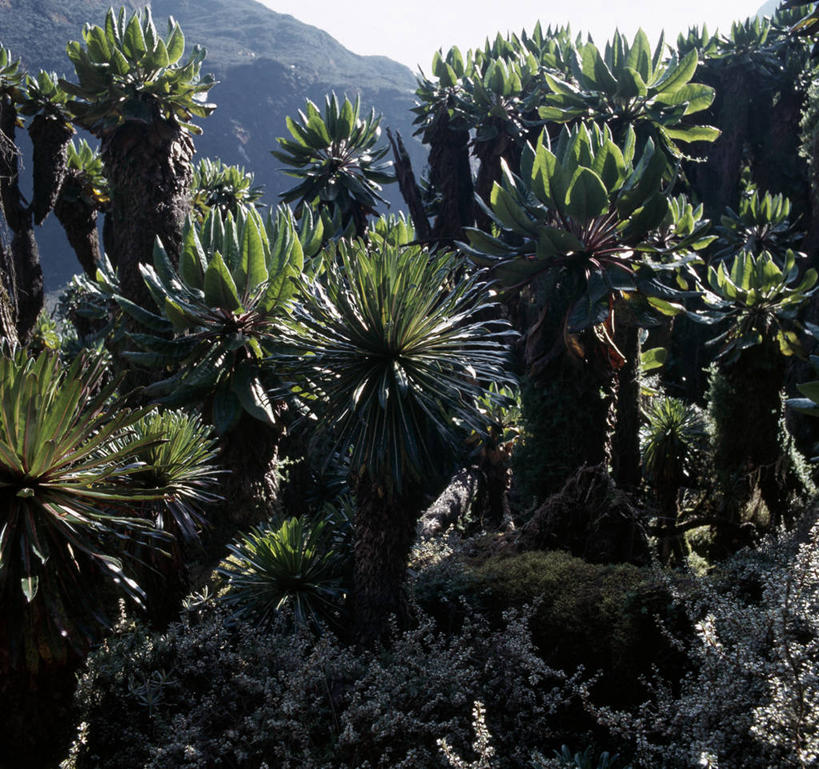 无人,竖图,室外,非洲,乌干达,苔藓,摄影,彩图,贝克尔山