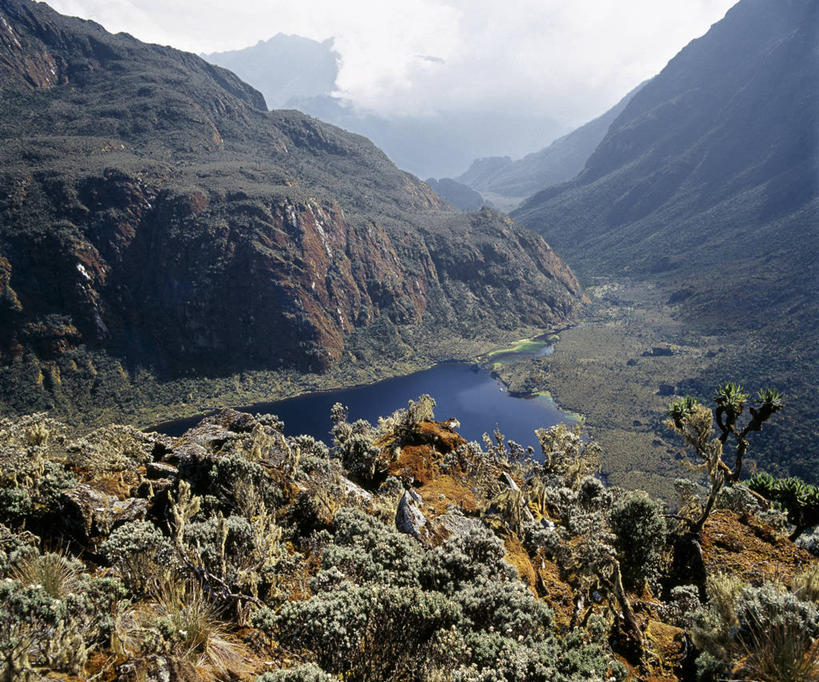 无人,横图,非洲,乌干达,苔藓,摄影,彩图
