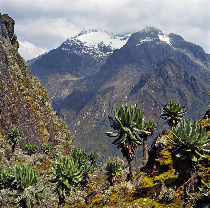 无人,竖图,非洲,乌干达,苔藓,摄影,彩图