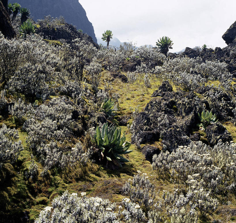 无人,竖图,非洲,乌干达,苔藓,摄影,彩图