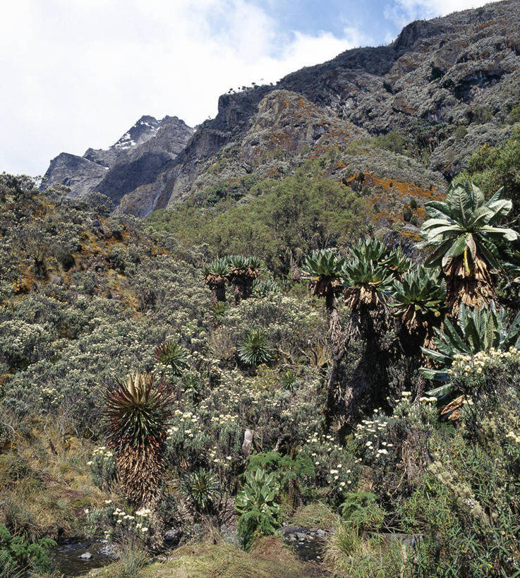 无人,竖图,非洲,乌干达,苔藓,摄影,彩图