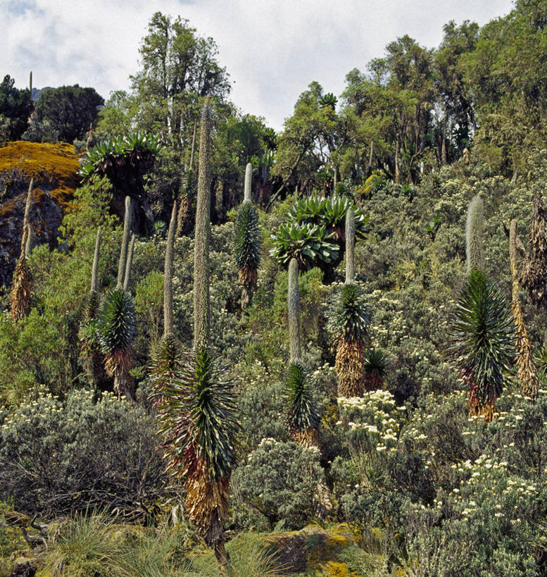 无人,竖图,非洲,乌干达,苔藓,摄影,彩图
