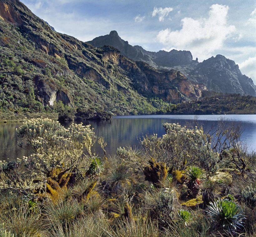 无人,横图,非洲,乌干达,苔藓,摄影,彩图