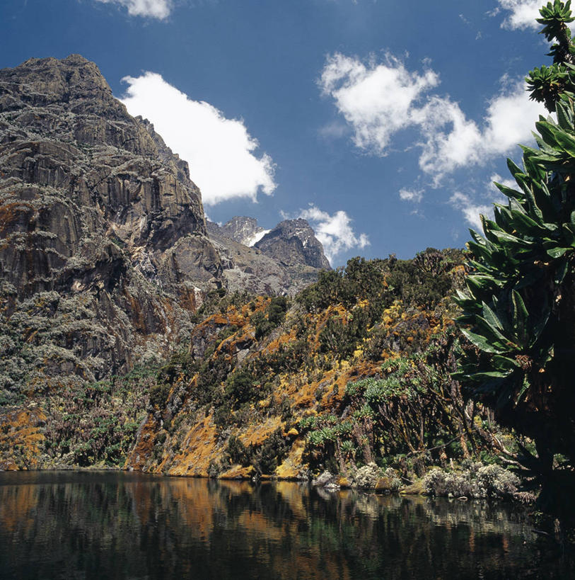 无人,竖图,非洲,乌干达,苔藓,摄影,彩图