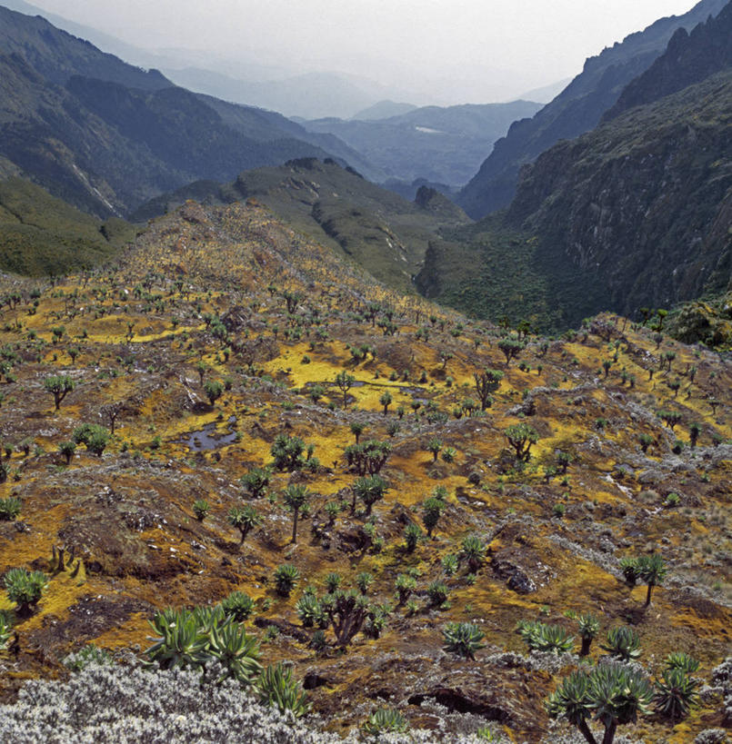 无人,竖图,室外,山,山脉,非洲,乌干达,地形,摄影,彩图
