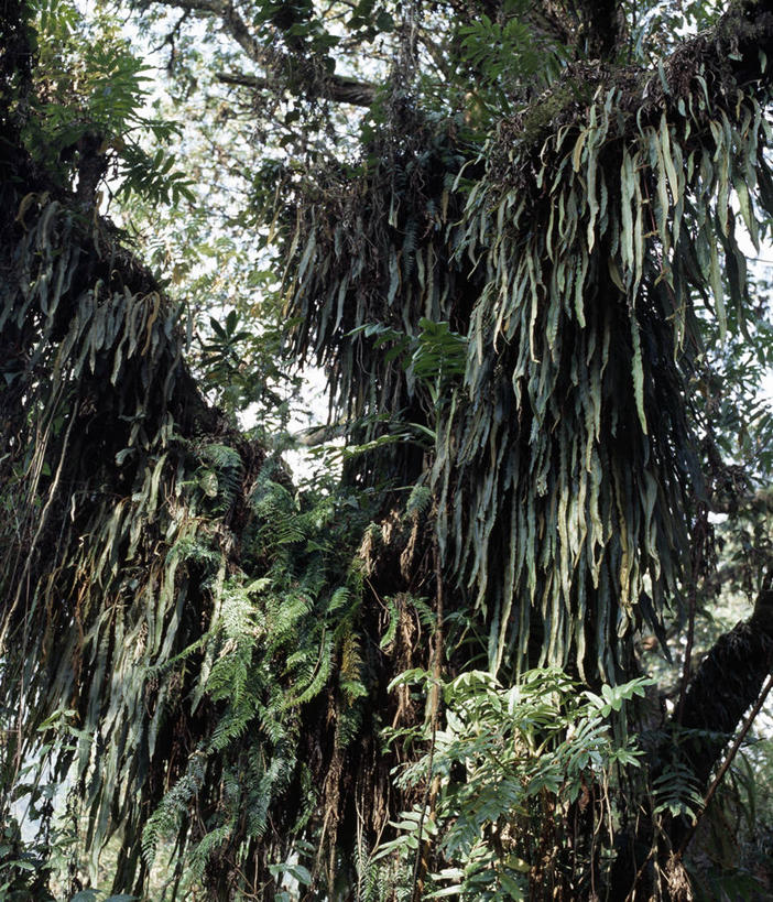无人,竖图,植物,非洲,乌干达,苔藓,枝,地衣,树,自然,个性,摄影,蕨类,彩图