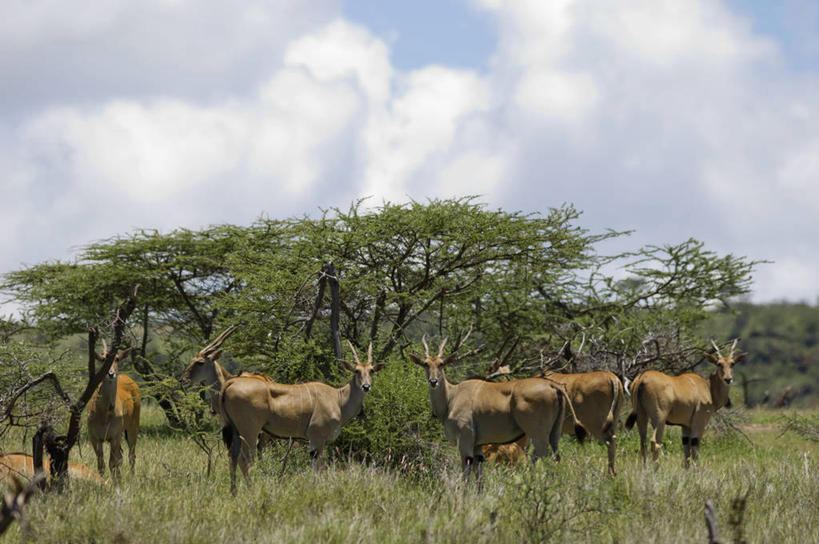 横图,室外,时尚,床,卧室,酒店,非洲,肯尼亚,浪漫,服务,摄影,女仆,服装店,华贵,彩图,旅行