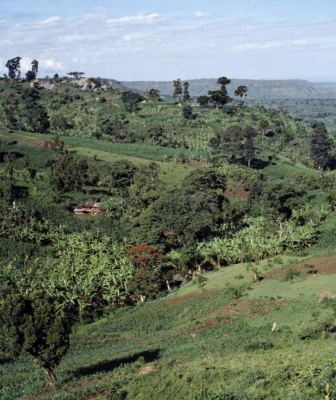 无人,农场,竖图,室外,农业,香蕉,非洲,乌干达,地形,乡村,香蕉树,风景,社区,摄影,凤凰木,彩图