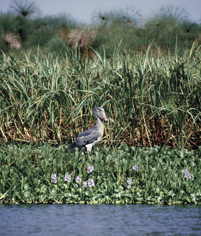 无人,站,竖图,芦苇,野生动物,非洲,乌干达,鸟类,摄影,肖像,靴嘴鹳,濒危物种,彩图