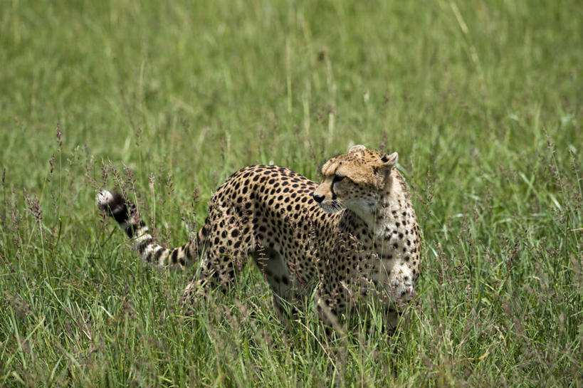 无人,横图,哺乳动物,长颈鹿,野生动物,非洲,肯尼亚,动物,平原,摄影,考古学,彩图,旅行,马赛马拉国家保护区