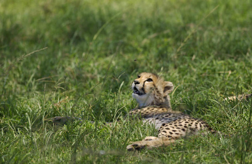 无人,横图,豹子,哺乳动物,野生动物,非洲,肯尼亚,捕食,动物,摄影,考古学,关爱,幼兽,金钱豹,印度豹,凶猛,文豹,金合欢树,残暴,凶残,猎豹,花豹,豹,彩图,旅行,马赛马拉国家保护区