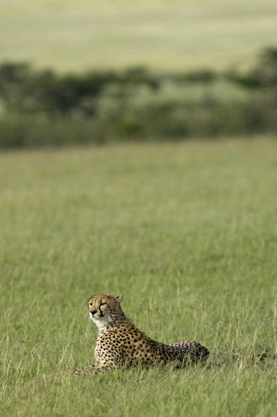 无人,竖图,哺乳动物,野生动物,非洲,肯尼亚,捕食,动物,摄影,考古学,猎豹,彩图,旅行,马赛马拉国家保护区
