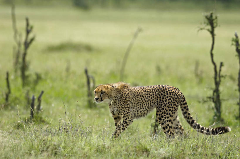 无人,竖图,哺乳动物,野生动物,非洲,肯尼亚,捕食,动物,摄影,考古学,猎豹,彩图,旅行,马赛马拉国家保护区