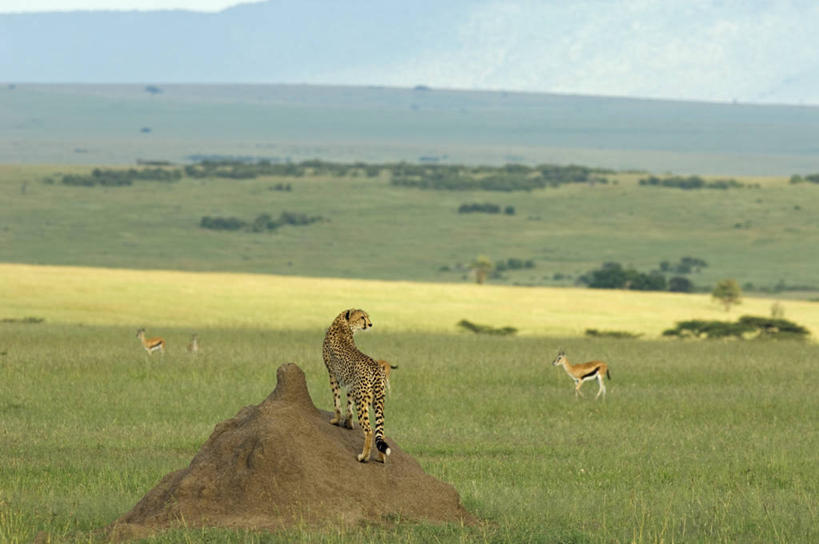 无人,横图,哺乳动物,野生动物,非洲,肯尼亚,捕食,动物,摄影,考古学,猎豹,彩图,旅行,马赛马拉国家保护区