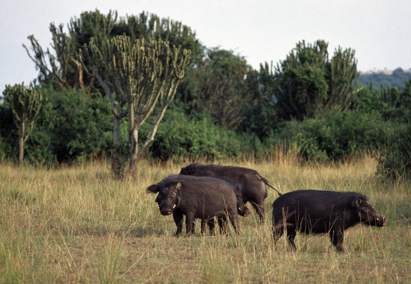 无人,横图,室外,哺乳动物,野生动物,非洲,乌干达,动物,平原,摄影,野生动物保护区,鲁文佐里山国家公园,彩图