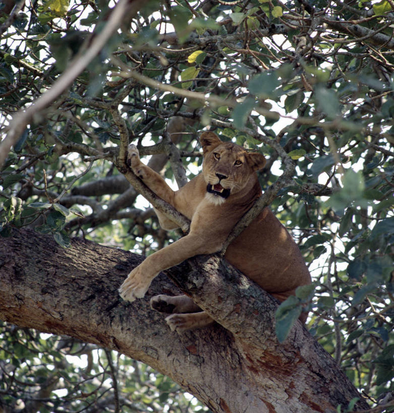 无人,竖图,室外,骄傲,哺乳动物,野生动物,狮子,非洲,乌干达,雌狮,捕食,动物,看,放松,摄影,栖息,观看,猫科动物,间谍,鲁文佐里山国家公园,彩图