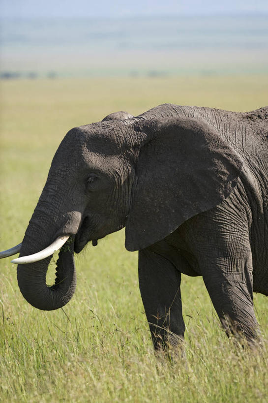 无人,竖图,午餐,非洲,肯尼亚,食品,摄影,彩图,旅行,马赛马拉国家保护区