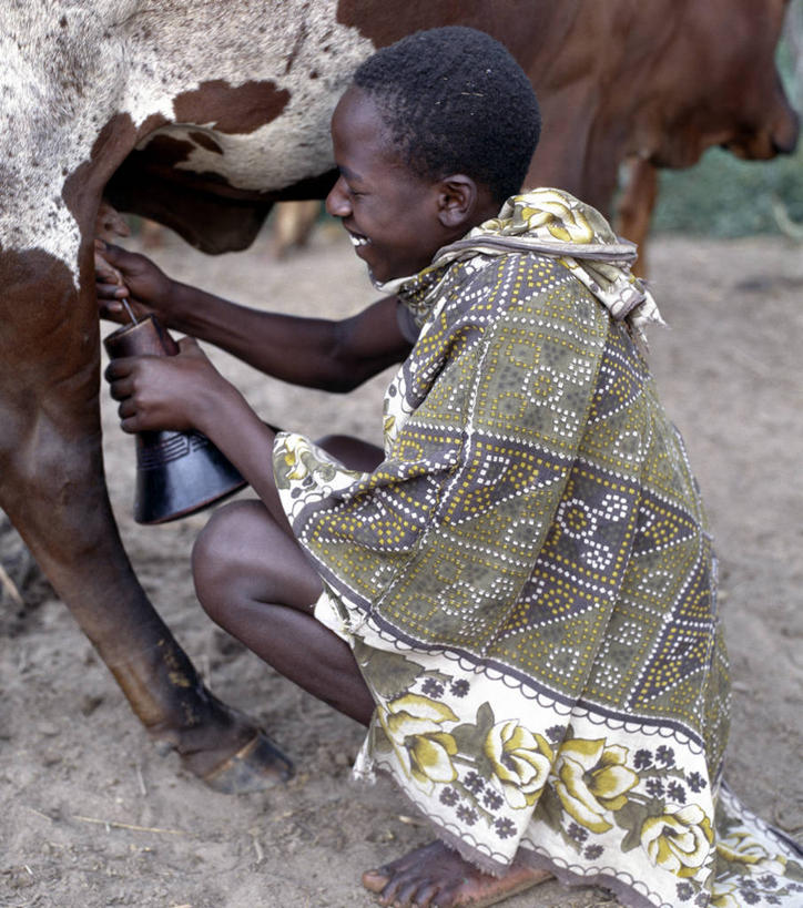 牛奶,儿童,一个人,竖图,纯洁,农业,牛,乌干达,仅一个男性,仅一个人,牛肉,饮料,小孩,红色,仅一个小孩,家畜,可爱,童年,童趣,摄影,牲畜,奶制品,童真,烂漫,无邪,挤奶,母牛,德克萨斯长角牛,天真,男孩,男人,男性,孩子,彩图,传统服装,男生