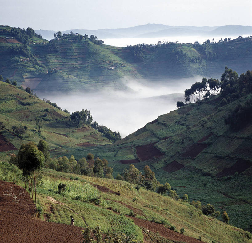 无人,农场,横图,室外,农业,梯田,农作物,山,山脉,雾,非洲,乌干达,地形,田地,休息,转,摄影,彩图
