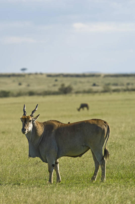 无人,竖图,哺乳动物,野生动物,非洲,肯尼亚,羚羊,动物,平原,摄影,考古学,大羚羊,彩图,旅行,马赛马拉国家保护区