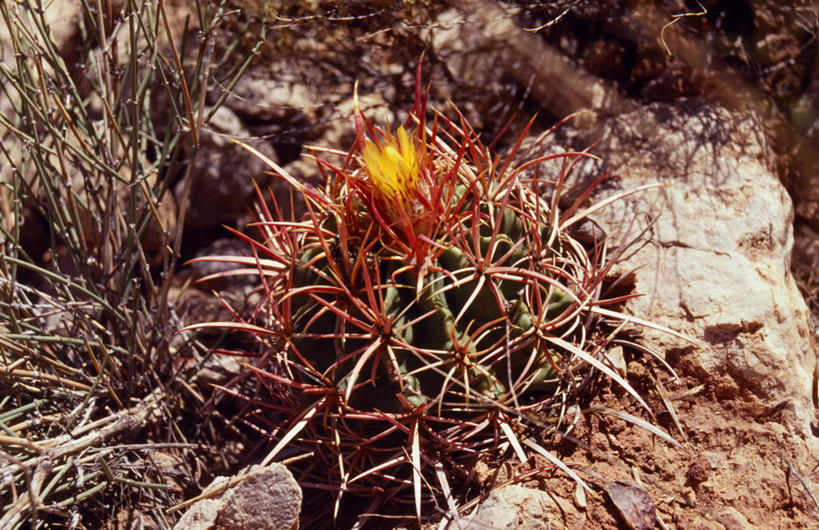 无人,横图,室外,沙漠,植物,仙人掌,美国,大峡谷,摄影,锋利,桶仙人掌,亚利桑那,尖锐,北美,大峡谷国家公园,科罗拉多河,美国人,彩图