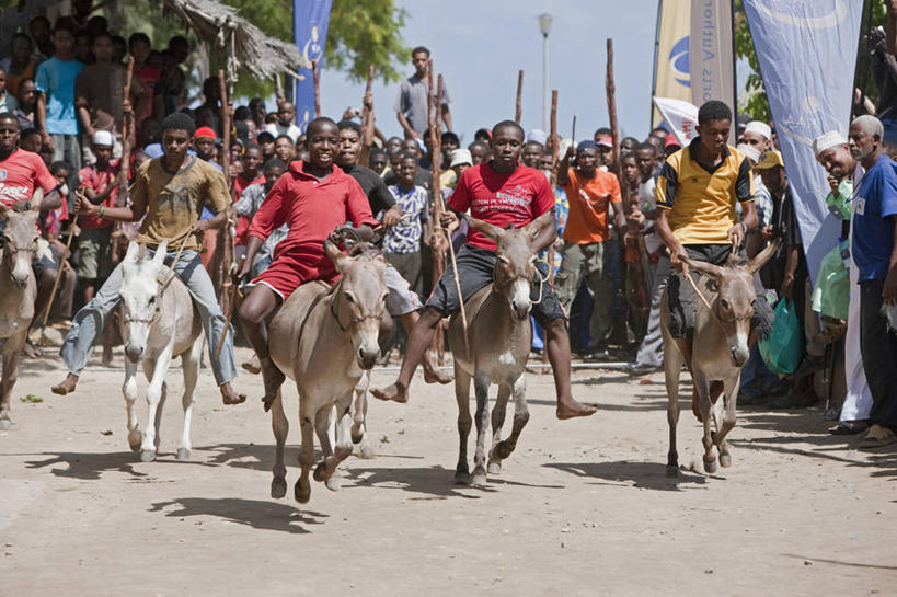 无人,横图,非洲,肯尼亚,花朵,树,红色,自然,摄影,凤凰木,彩图,旅行