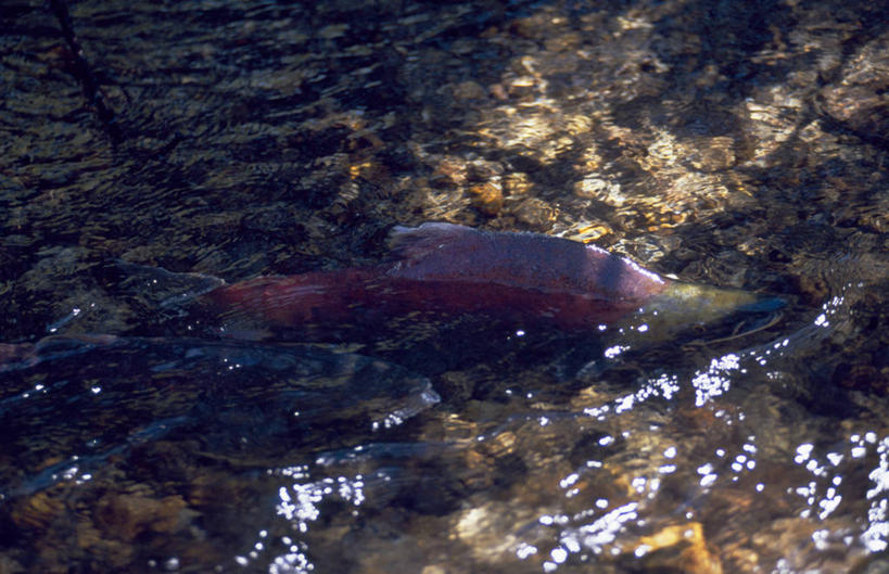 游泳,无人,横图,室外,河流,水,鲑鱼,日光,美国,鱼类,摄影,蛙卵,彩图,红大马哈鱼,动物行为