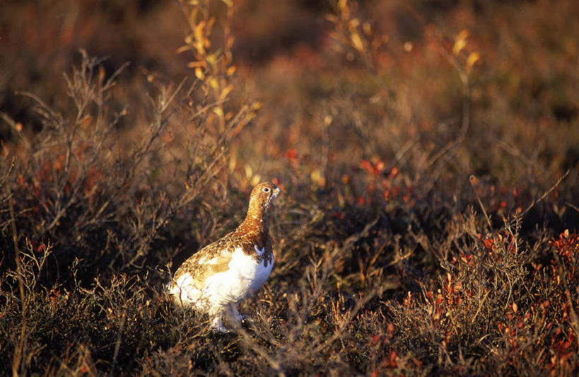无人,横图,室外,旅游,度假,美景,山,美国,鸟类,景观,娱乐,自然,享受,休闲,景色,放松,摄影,国家公园,自然风光,北极之门国家公园,彩图