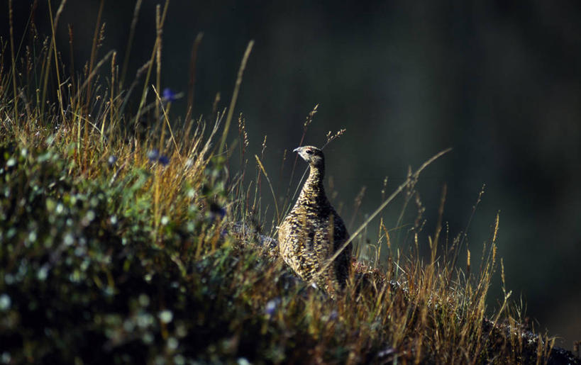 无人,横图,室外,旅游,度假,美景,山,美国,鸟类,景观,娱乐,自然,享受,休闲,景色,放松,摄影,国家公园,自然风光,北极之门国家公园,彩图