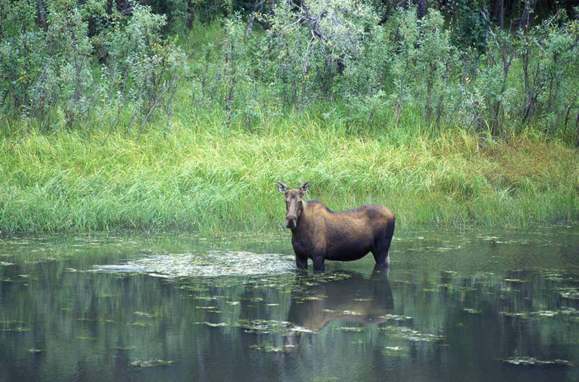 无人,横图,室外,水,哺乳动物,野生动物,美国,涉水,反射,河岸,草,树,动物,摄影,彩图,育空河