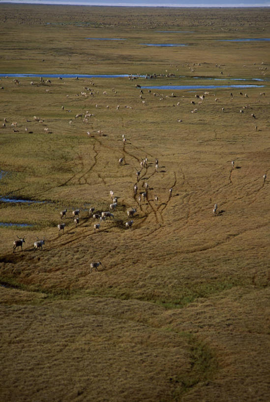 无人,竖图,室外,北极,哺乳动物,野生动物,美国,动物,摄影,驯鹿,彩图,冻原
