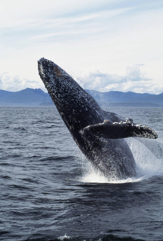 无人,跳,竖图,室外,北极,哺乳动物,野生动物,美国,动物,摄影,鲸,活动,考古学,鳍,鲸类,驼背鲸,阿拉斯加东南半岛,濒危物种,彩图