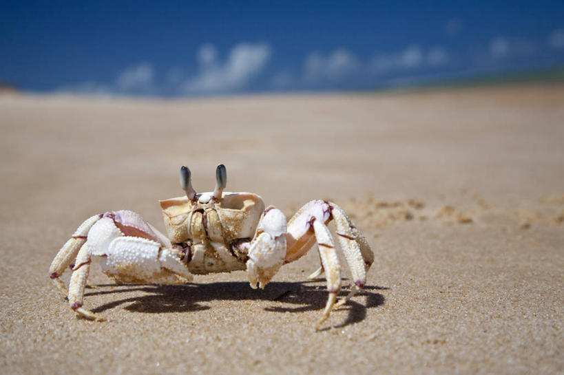 成年人,头发,一个人,竖图,室外,海洋,帽子,非洲,莫桑比克,仅一个女性,行人,游客,游人,螃蟹,岛,路人,旅客,地标建筑,金色,摄影,鬼蟹,过客,女人,海滩,群岛,彩图,旅行,联合国教科文组织