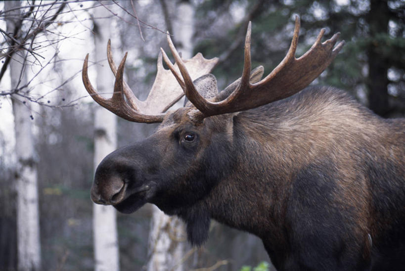 无人,竖图,室外,哺乳动物,鹿,野生动物,美国,支架,动物,摄影,国家公园,驼鹿,肖像,鹿角,彩图