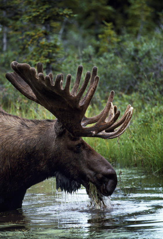 无人,竖图,室外,植物,哺乳动物,鹿,野生动物,美国,涉水,支架,食品,动物,摄影,考古学,驼鹿,鹿角,喂养,彩图